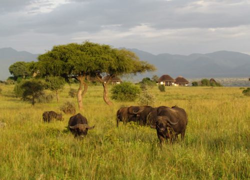 Kidepo Valley National Park Safari