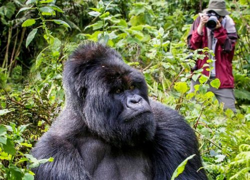 3 Day Bunyonyi Gorilla Safari