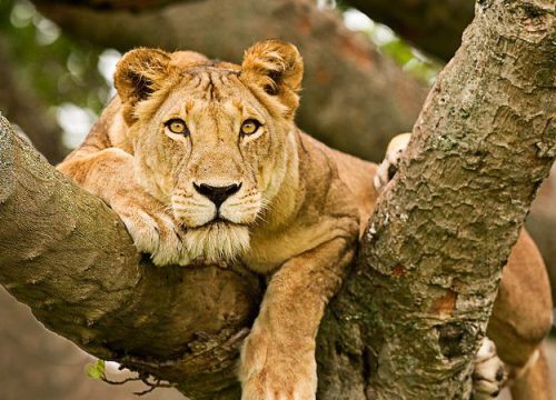 3 days Queen Elizabeth National Park Safari