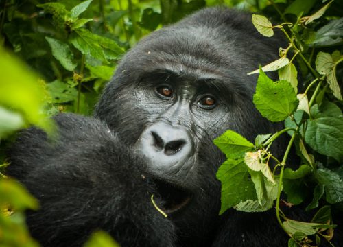 3 Days Uganda Mountain Gorilla Trekking Safari